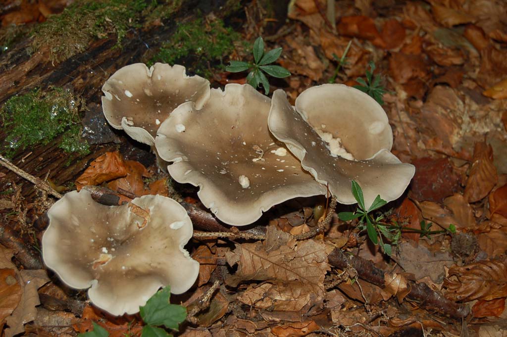 DSC 0100 1
