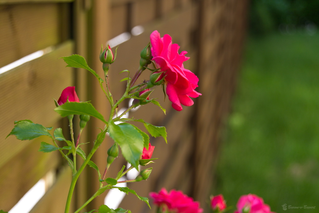 DSC 0104 4.07.2013