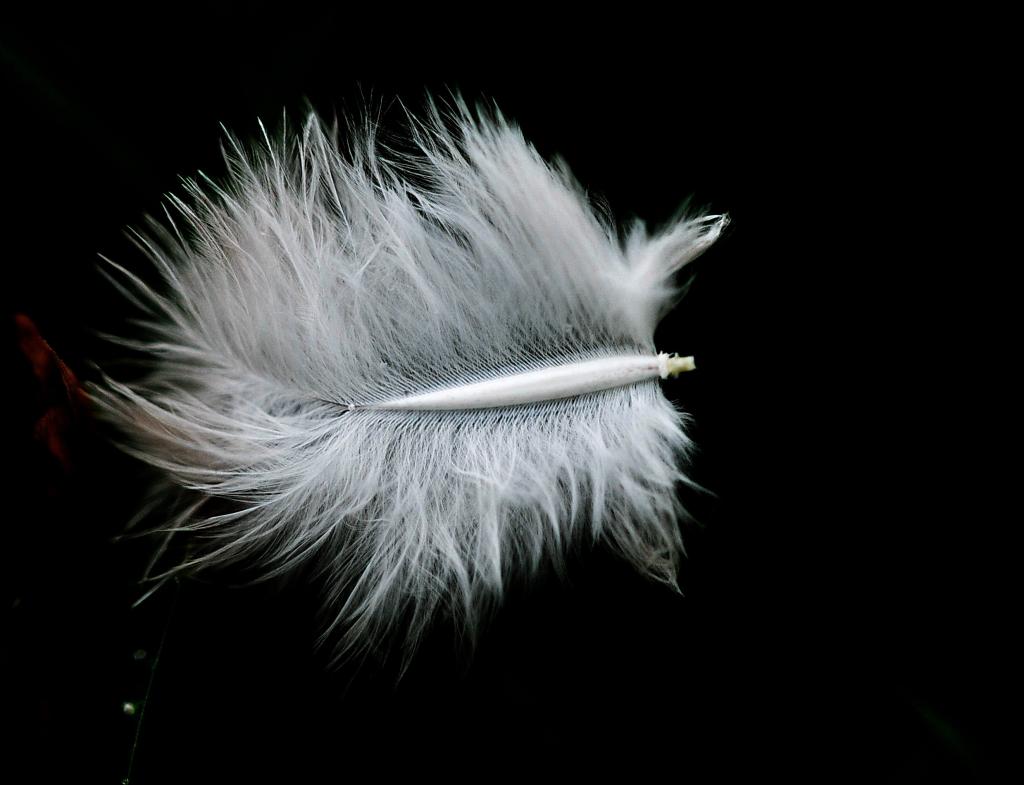 DSC 0134a1a
