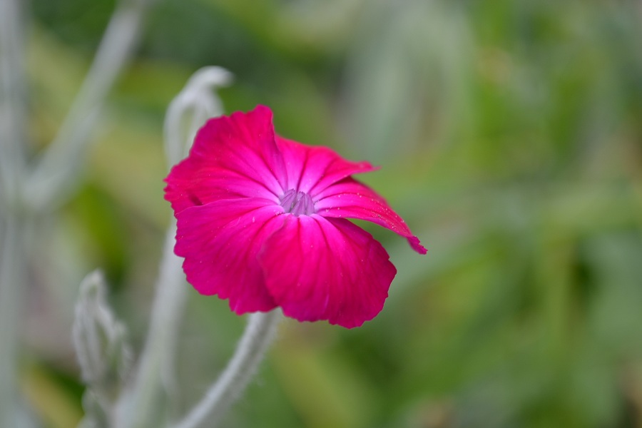 DSC 01440