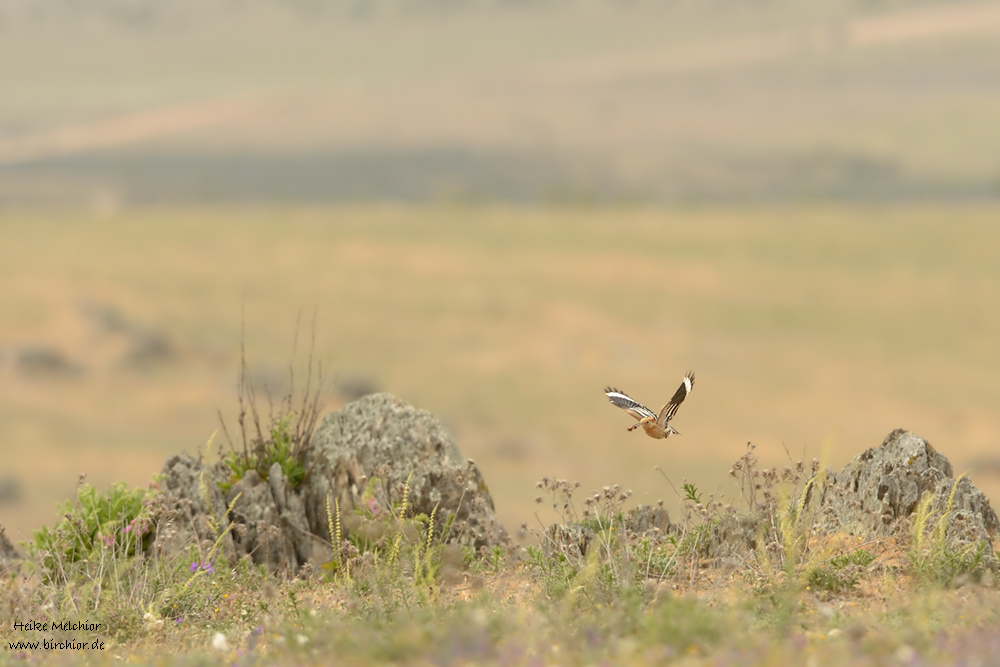 DSC 0174 NX
