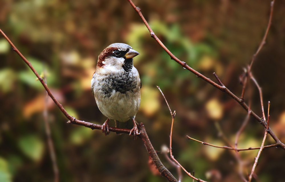 DSC 0180 Spatz 1000 k