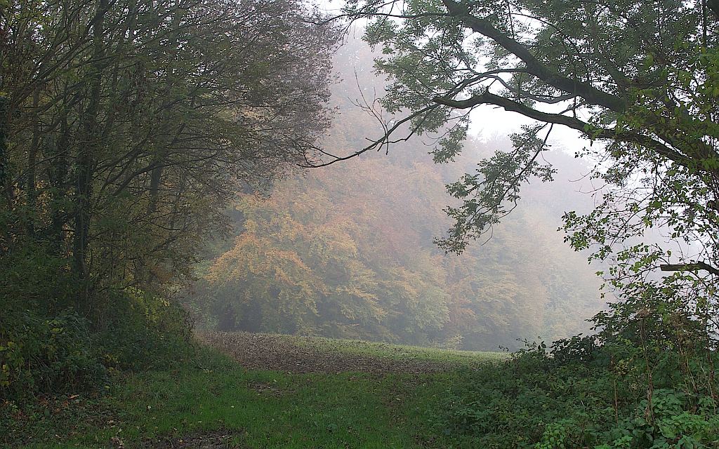 DSC 0184