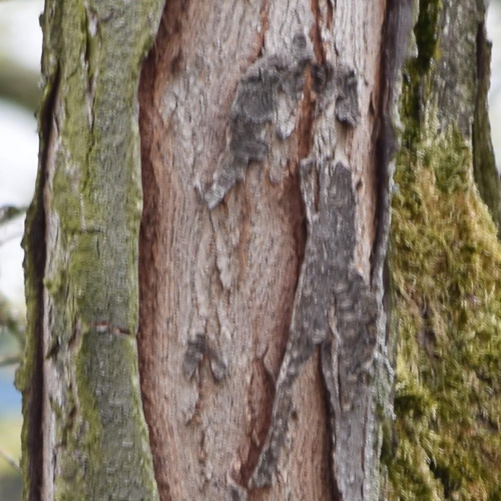 DSC 0186 D5300 L 55 300mm 300mm AF   Kopie