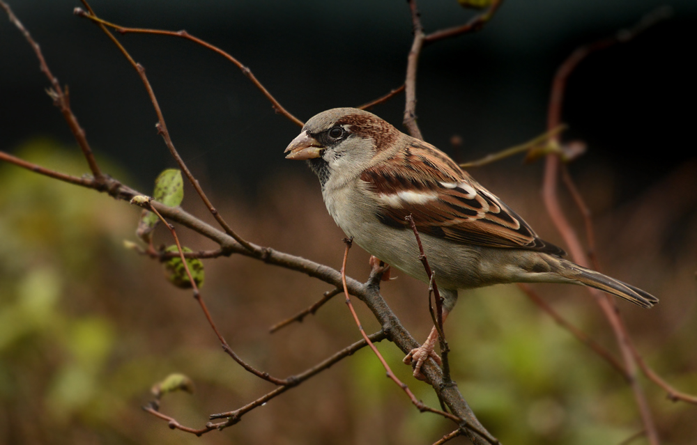 DSC 0190 Spatz 1000