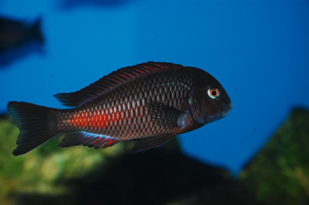 DSC 0196