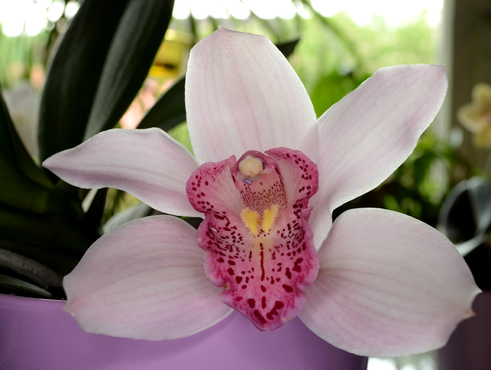 DSC 0232Cymbidie v

Orchiblüte