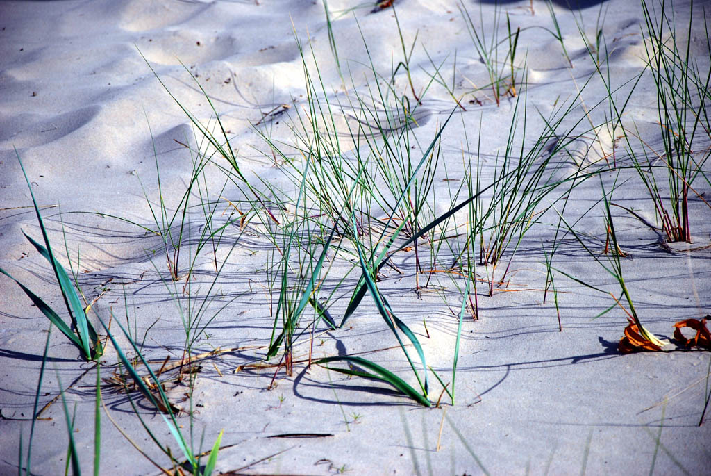 DSC 0246 Usedom Strandgras