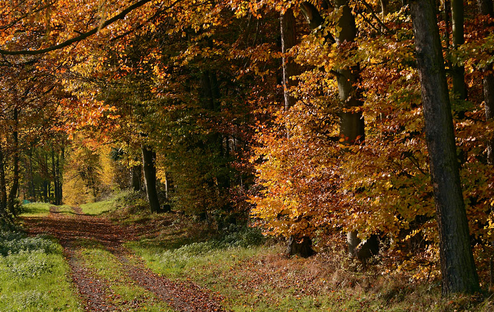 DSC 0293 Emletrann 1000