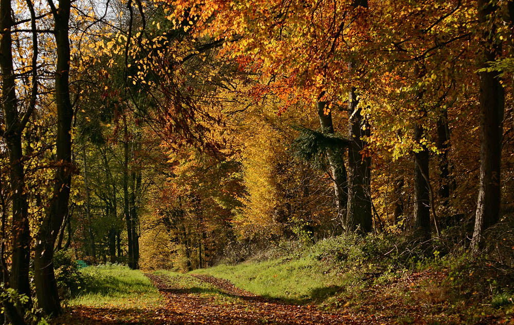 DSC 0297 Emletrann 1000