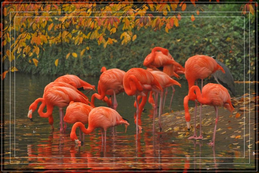 DSC 0309 Flamingos 1a
