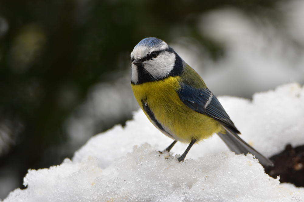 DSC 0348 Meise