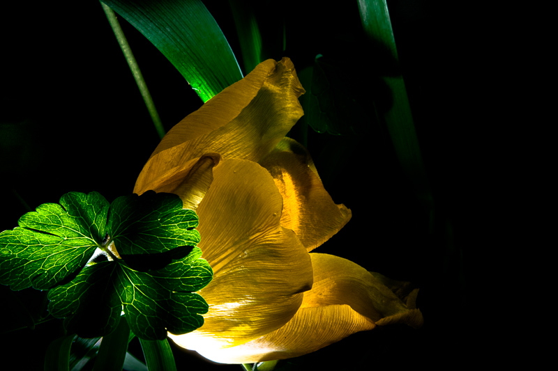 DSC 0366