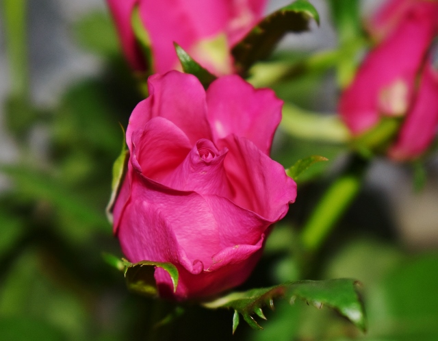 DSC 0395 (640x498)



Eine Rose