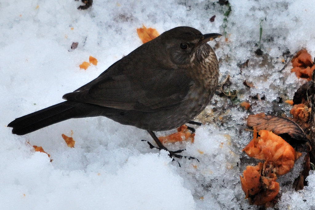 DSC 0397 - 70%-Crop