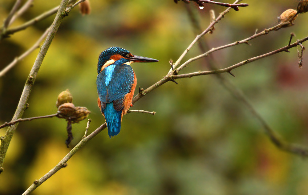 DSC 0416 Eisvogel 1000