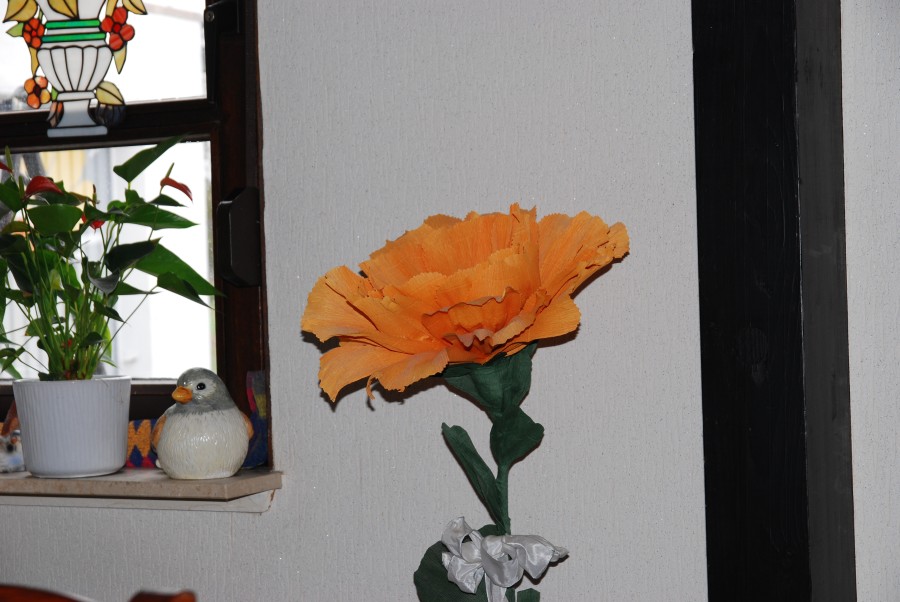 DSC 0447n