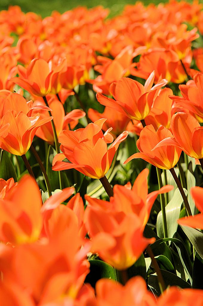 DSC 0448