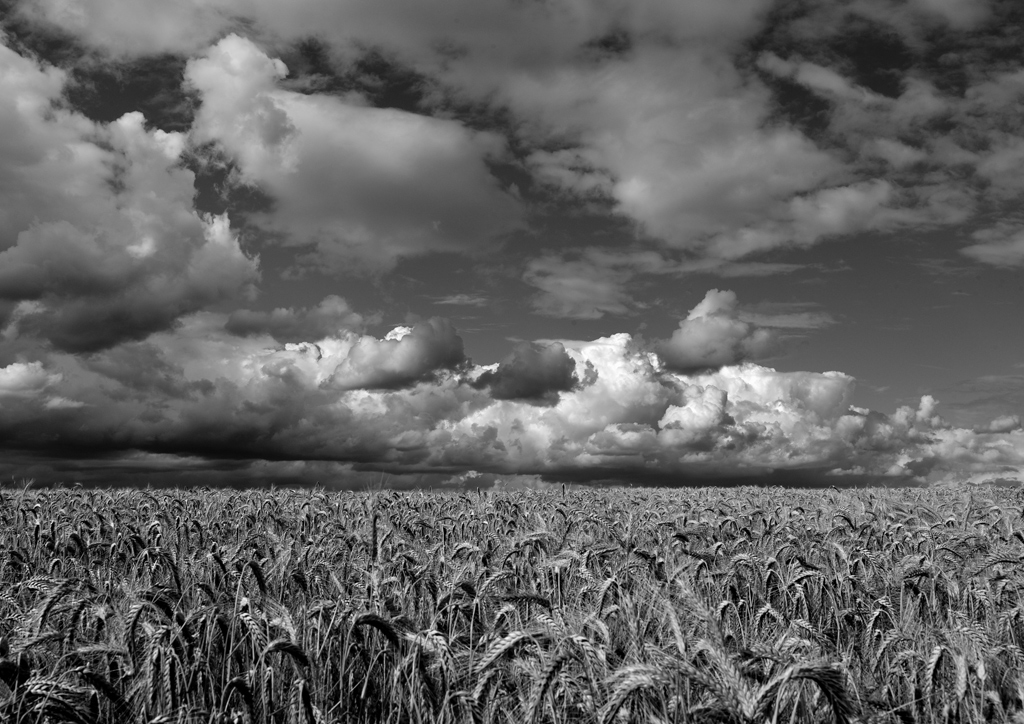 DSC 0466   1