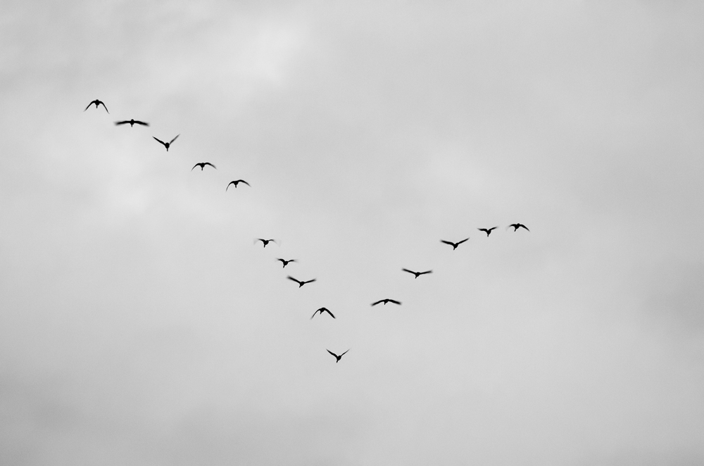 DSC 0508