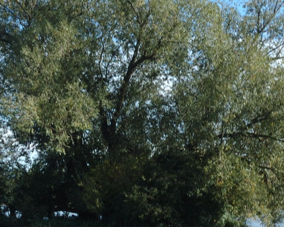 DSC 0518 crop