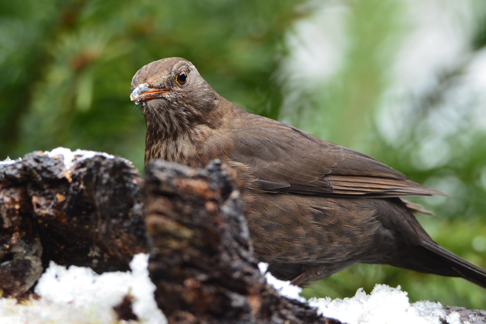DSC 0530 Amsel