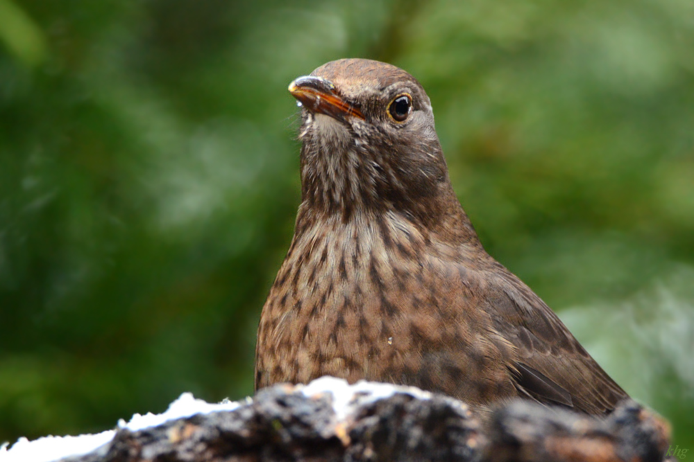 DSC 0534 Amsel