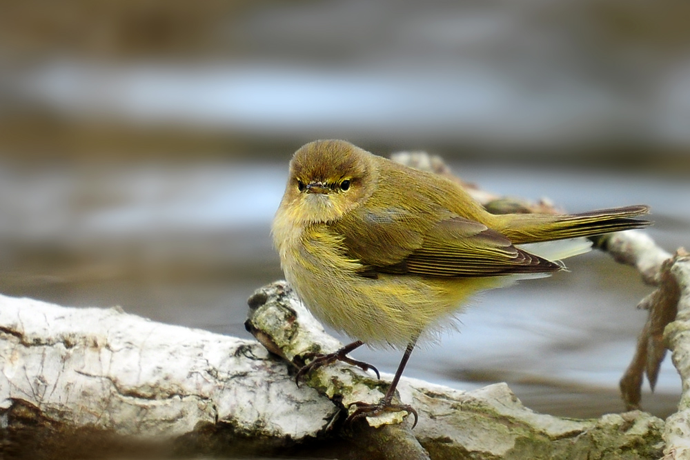 DSC 0537 Fitis 1000