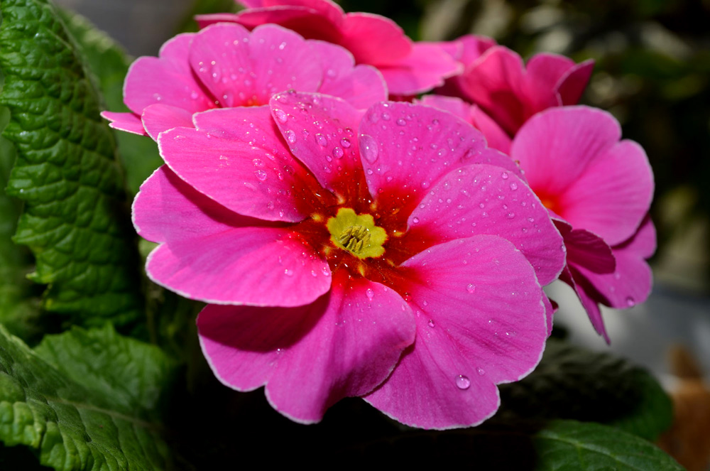 DSC 0539Primelchen Rosa v

Ein Test für Nahaufnahmen