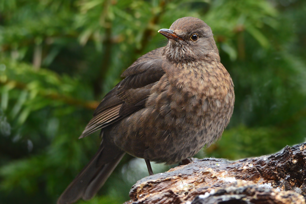 DSC 0540 Amsel