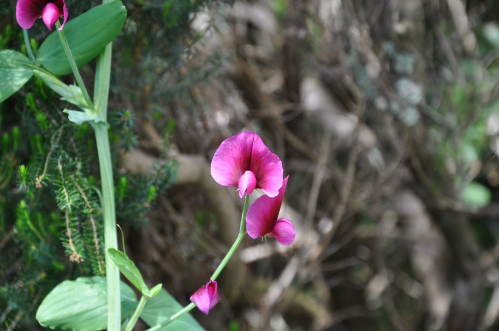 DSC 0566