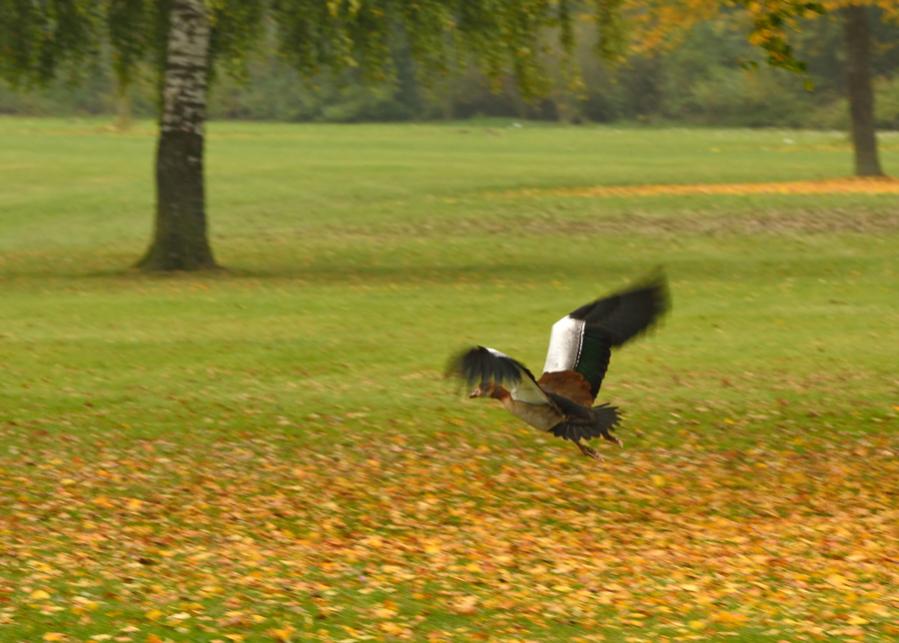 DSC 0588 filtered Nilgans im Tiefflug.