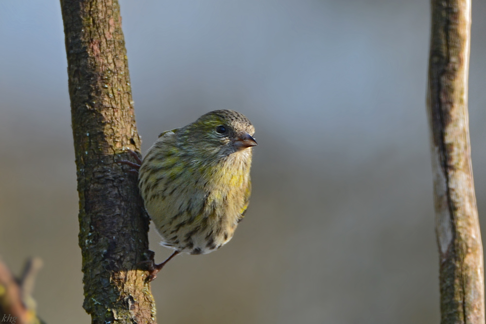 DSC 0594 Erlenzeisig