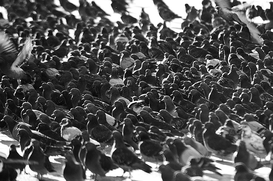 DSC 0608sw