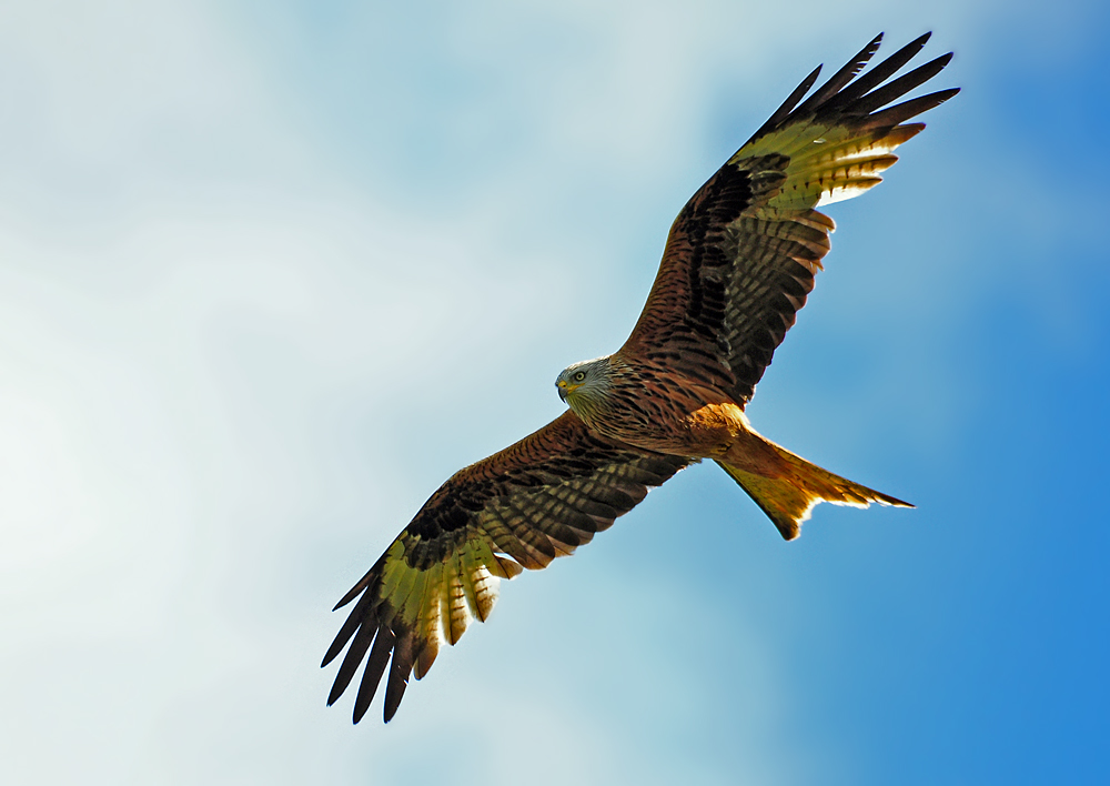 DSC 0625 Rotmilan 1000