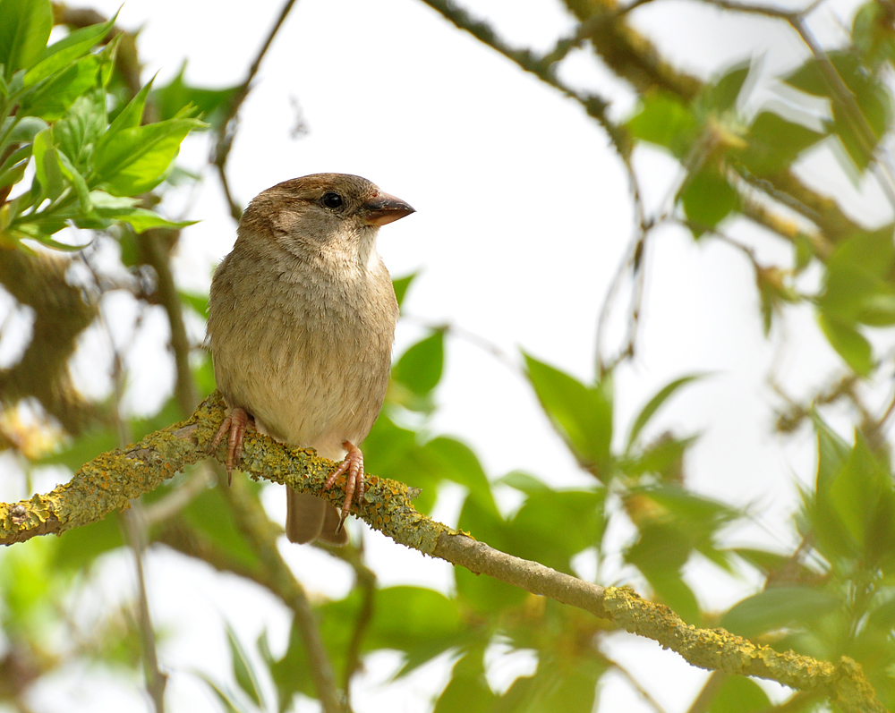DSC 0665 Spatz b 1000 30%gs
