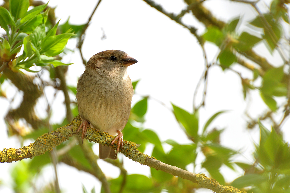DSC 0666 Spatz b 1000