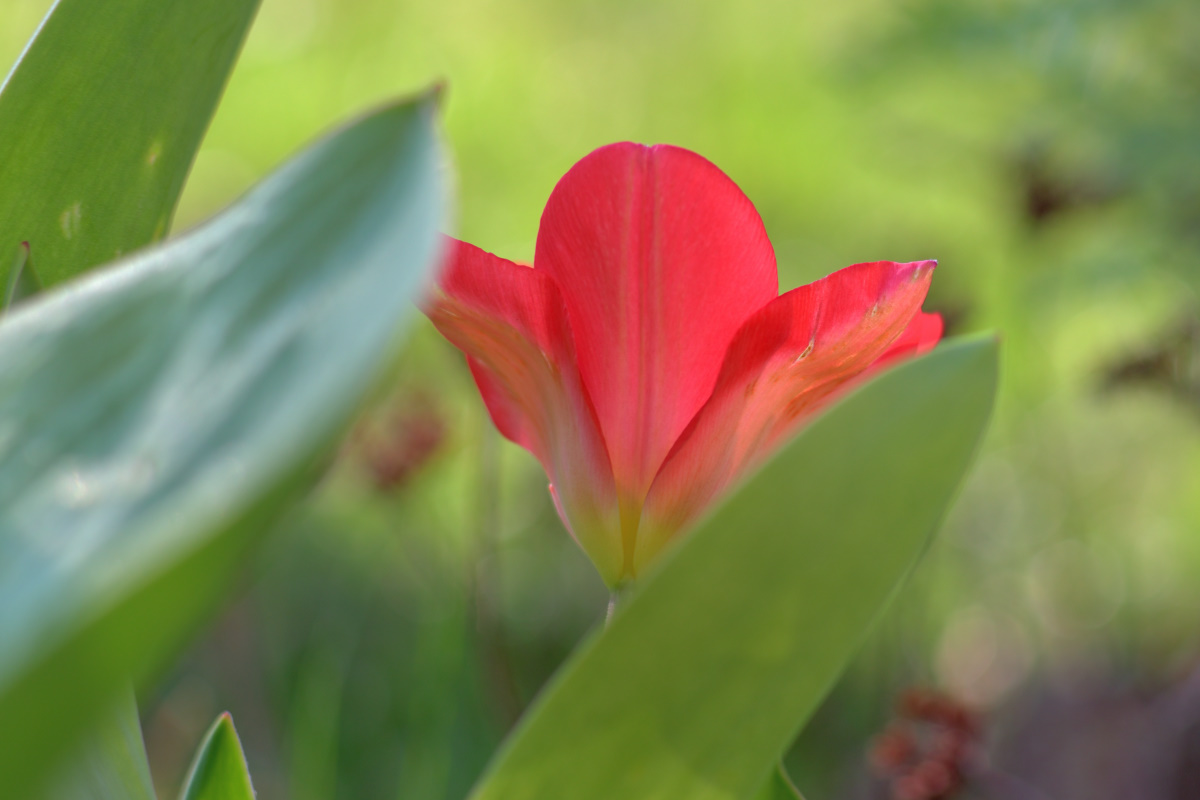 DSC 0701 00001