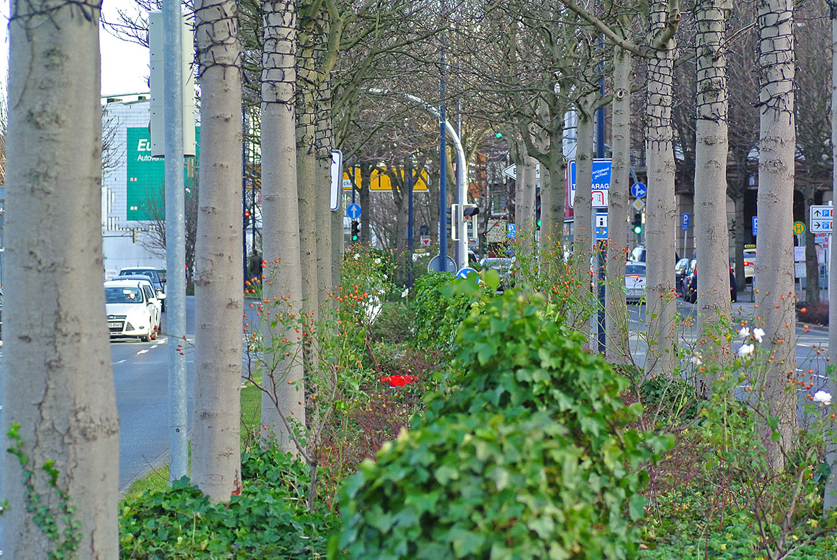 DSC 0709xl
