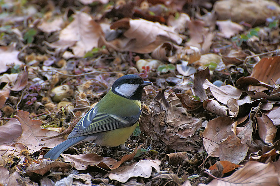 DSC 0736b