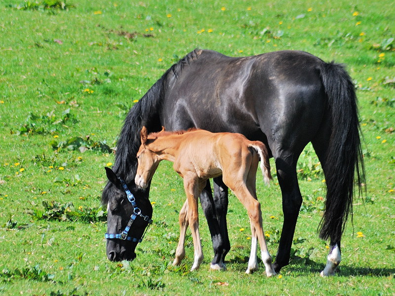 DSC 0746 bearbeitet