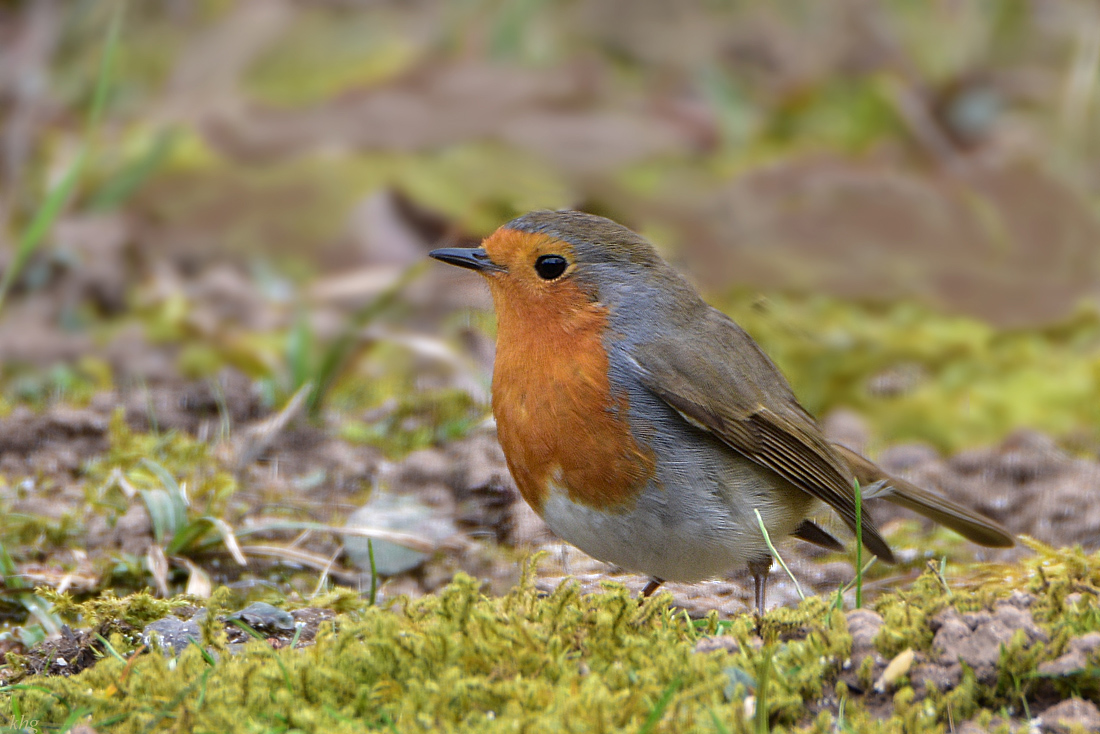 DSC 0759 a Rotkehlchen