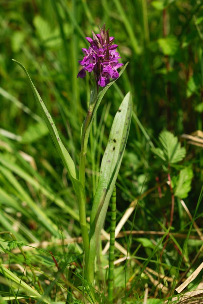 DSC 0796 b