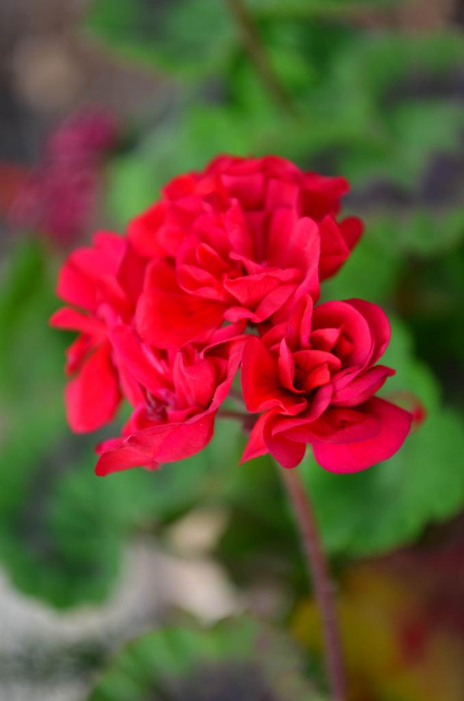 DSC 0820