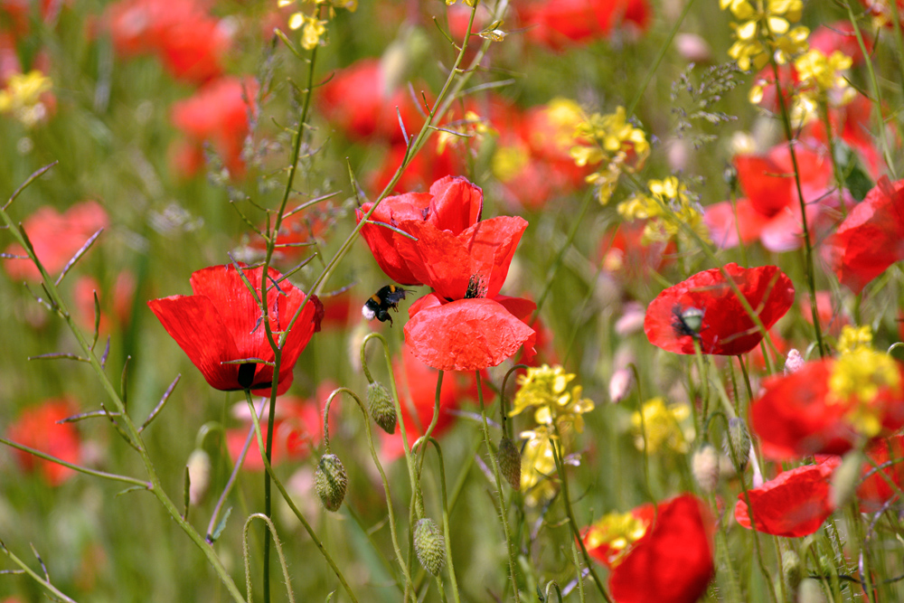 DSC 0851 Mohn Hummel 1000