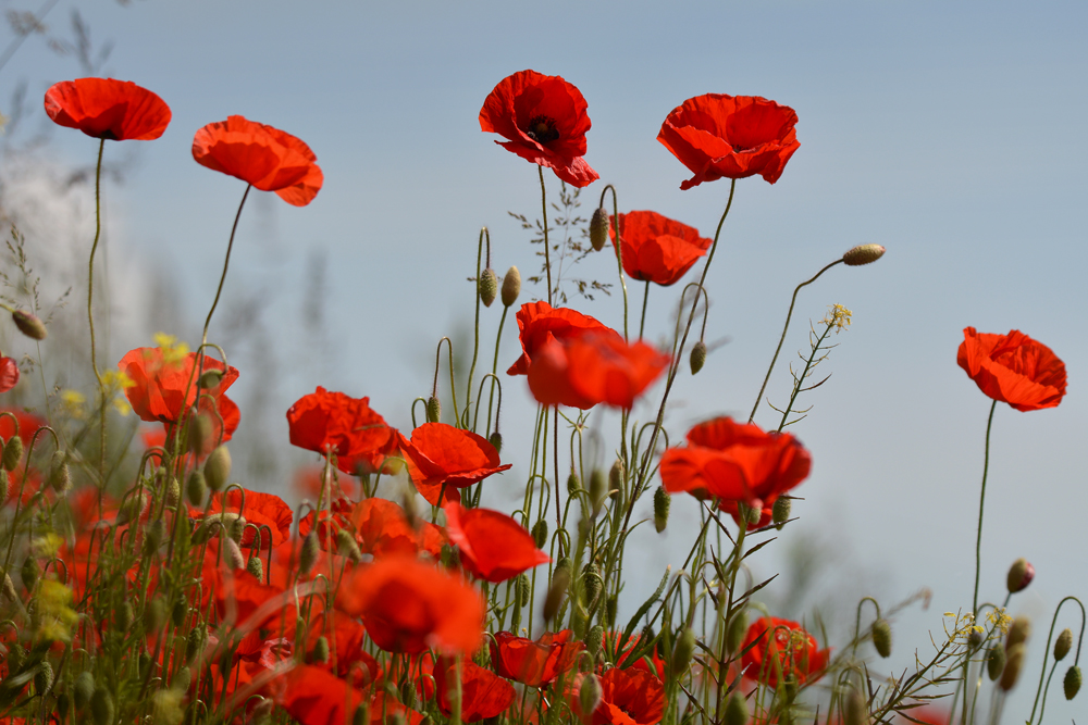 DSC 0856 Mohn 1000