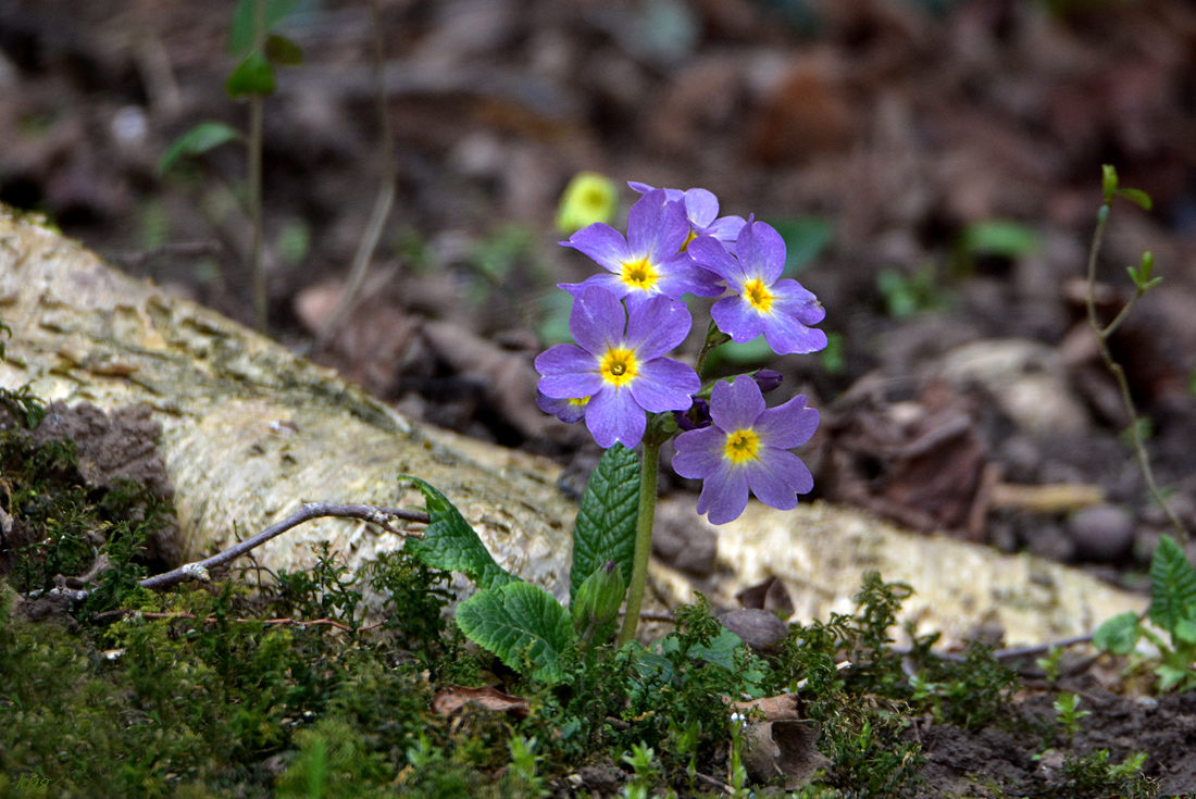 DSC 0869 Frühling
