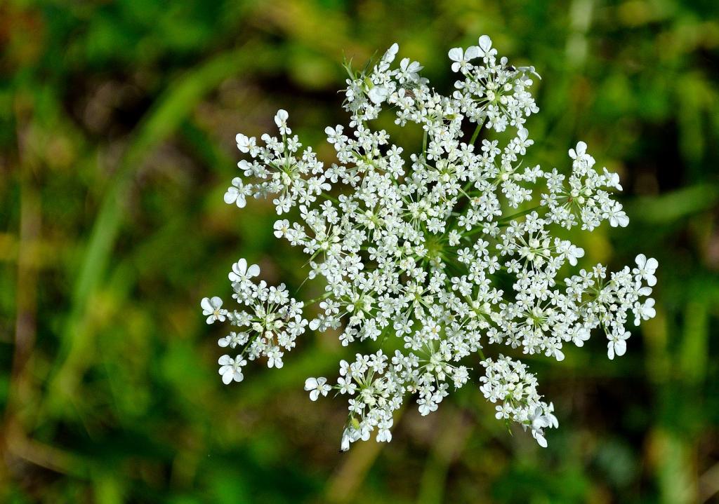 DSC 0881k