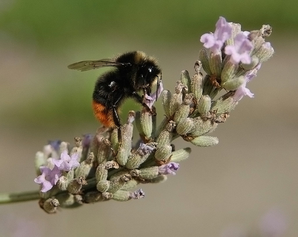 DSC 0899 
Vor der Haustür : Hummel auf Lavendel  
D 70s + AF Nikkor 28-105 mm f/3.5-4.5D   
105mm f 5, 1/800, Iso 200  
14.8.2010 10:39