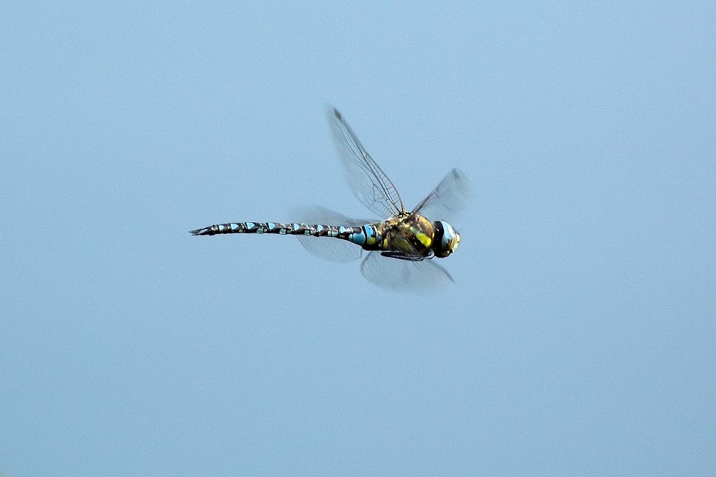 DSC 0905a